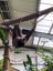 A sloth at Banham Zoo's Tropical House which is heated by a heat pump installed by Finn Geotherm