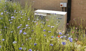 a wild flower garden has been planted around this heat pump in a Suffolk home